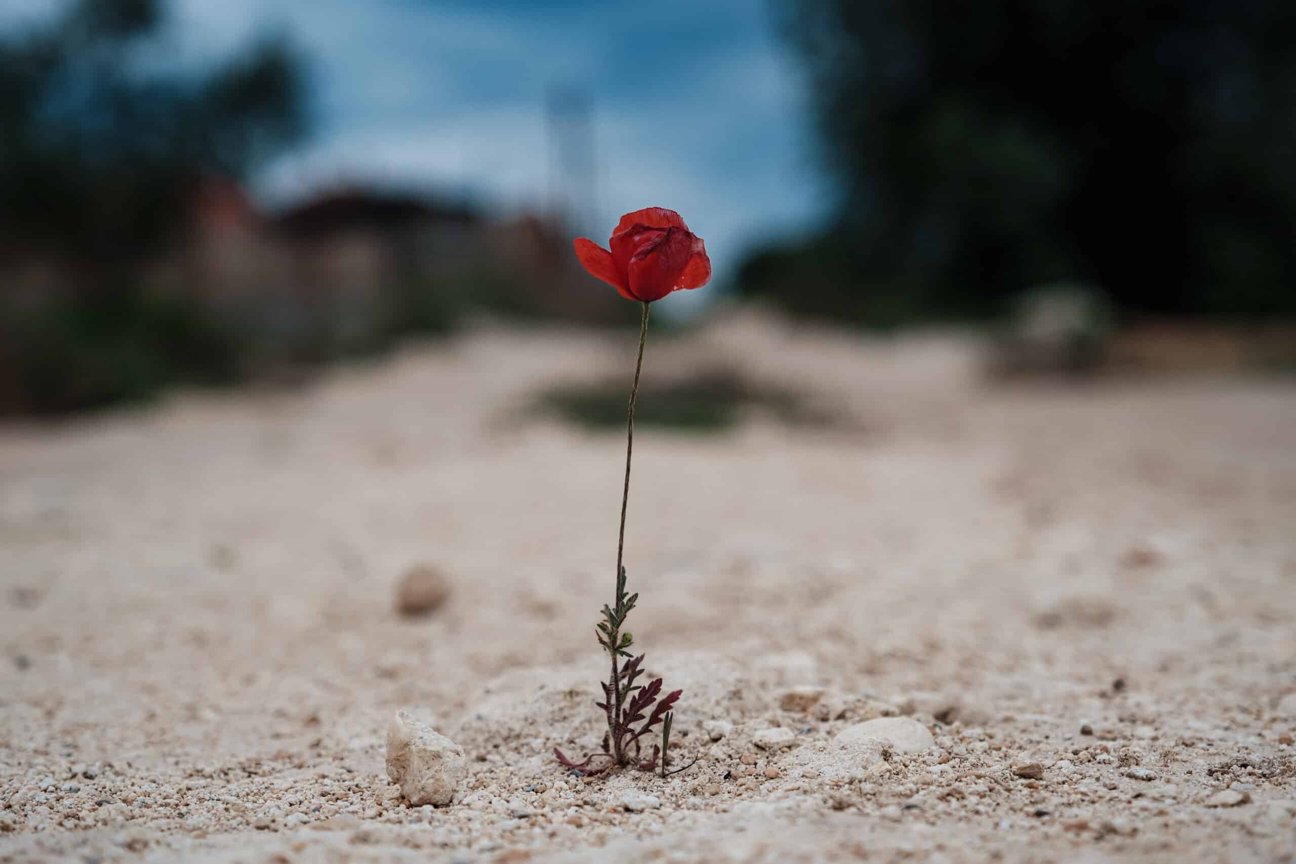 Mohnblume in aridem Boden